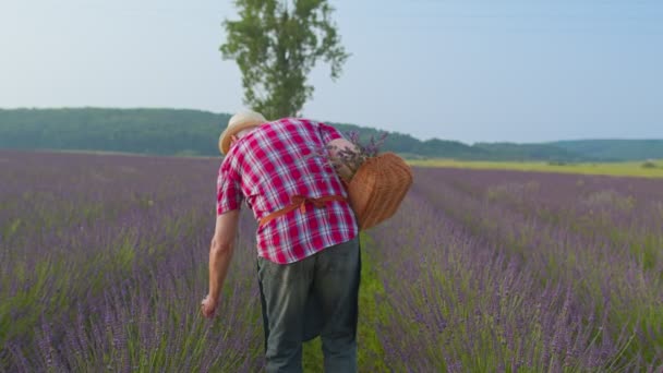 Senior man farfar bonde som odlar lavendel växt i örtagård, pensionering verksamhet — Stockvideo