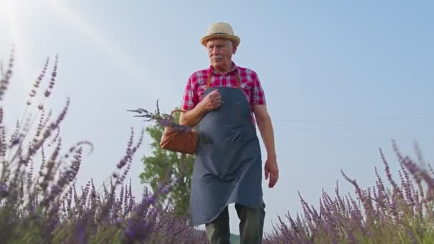 Senior farmář dědeček muž v organickém kvetoucím poli fialových levandulových květin, sklizeň — Stock video