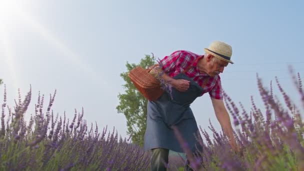 Trabalhador agricultor sênior avô homem em cultivo de campo orgânico, reunindo flores de lavanda roxa — Vídeo de Stock