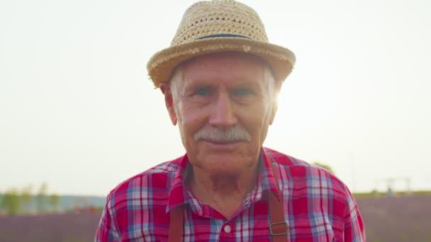 Senior nonno uomo coltivatore di lavanda in fiore campo di fiori viola lavanda — Video Stock