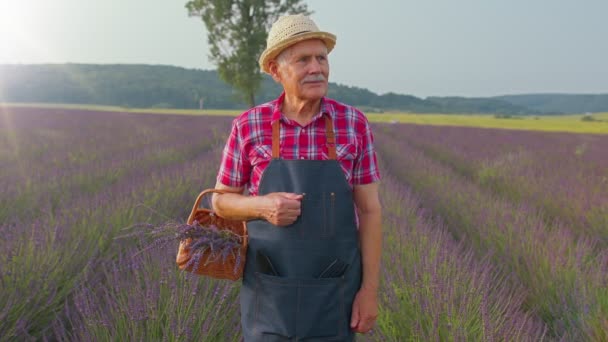 Senior man dědeček farmář sbírá levandulové květiny na koši na bylinkové zahradě, ukazující palce nahoru — Stock video