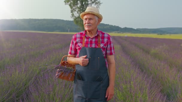 Idős ember nagyapa farmer növekvő kertészkedés levendula növény gyógynövény kert, integető kéz hello — Stock videók