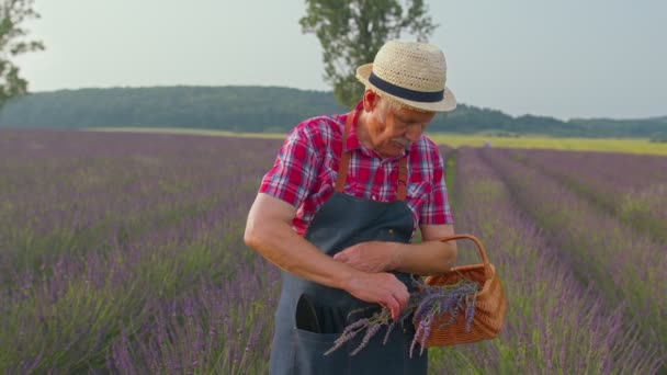 Senior farmář dědeček muž na poli rostoucí fialové levandule, slaví úspěch, vítězný gesto — Stock video