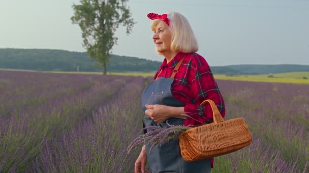 Senior farmářka otáčení tváří v tvář fotoaparátu a usmívání v levandulovém poli louka květiny bylina zahrada — Stock video