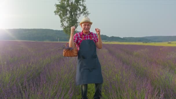 Senior grootvader boer verzamelen lavendel bloemen op het veld, dansen, vieren succes te winnen — Stockvideo