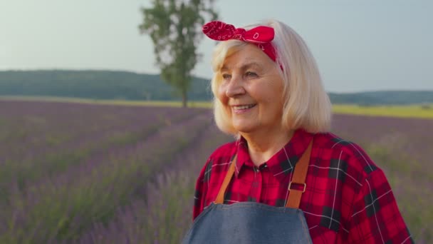 Portret starszej rolniczki babci w polu organicznym rosnącej purpurowe kwiaty lawendy — Wideo stockowe