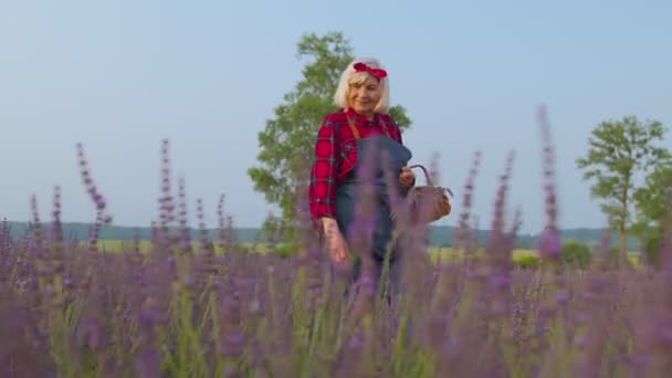 Vovó agricultor sênior recolhendo flores de lavanda no jardim de ervas de verão, fazenda eco negócio — Vídeo de Stock