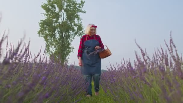 Agricultor sênior avó mulher no campo de florescimento orgânico de flores de lavanda roxa, colheita — Vídeo de Stock