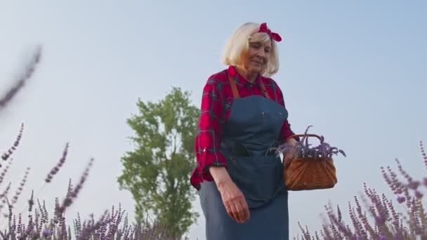紫色のラベンダーの花の咲く分野でラベンダーを栽培するシニア老祖母女性農家 — ストック動画