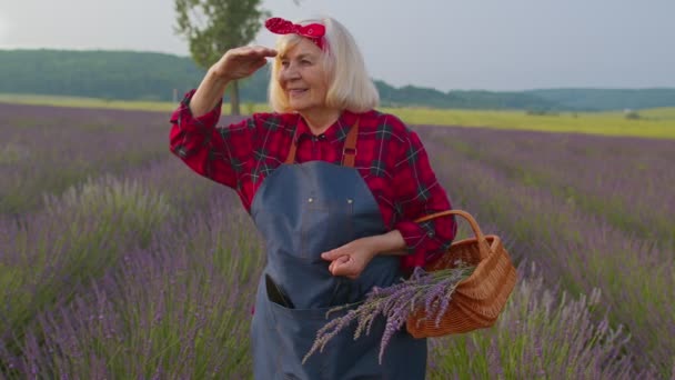 Sénior velho agricultor avó reunindo flores de lavanda na cesta no jardim de ervas, mostrando polegares para cima — Vídeo de Stock