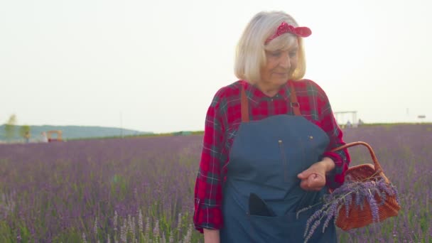Senior oude grootmoeder boer verzamelen lavendel bloemen op mand op kruidentuin, tonen duimen omhoog — Stockvideo