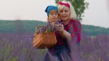 Büyük büyükanne ve torunu. Aile çiftçileri, bitki bahçesinde lavanta yetiştiriyor.
