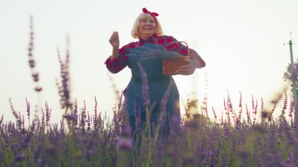 Velho agricultor avó sênior recolhendo flores de lavanda no campo, dançando, celebrando vitória sucesso — Vídeo de Stock