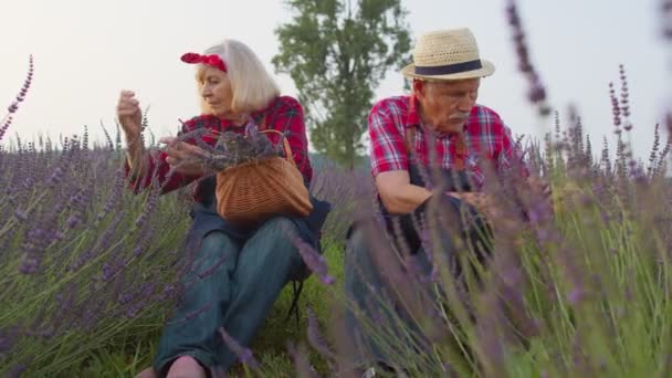 Старший дідусь, бабуся, фермери, що вирощують рослини лаванди в садовій пенсійній діяльності — стокове відео