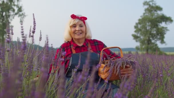 Trabalhador agricultor sênior avó mulher em cultivo de campo orgânico, recolhendo flores de lavanda roxa — Vídeo de Stock