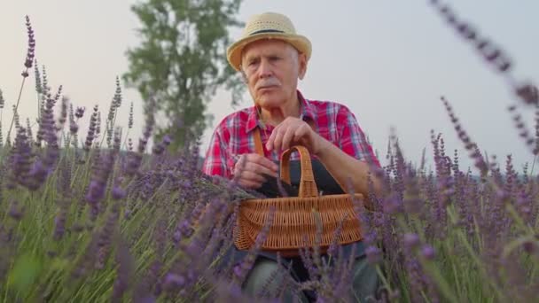 Senior bonde arbetare farfar man i ekologiskt fält odling, samla lila lavendel blommor — Stockvideo