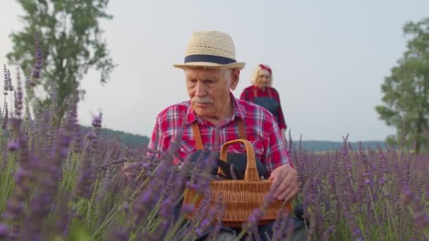Senior boer grootvader man in biologisch bloeiende veld van paarse lavendel bloemen, oogsten — Stockvideo