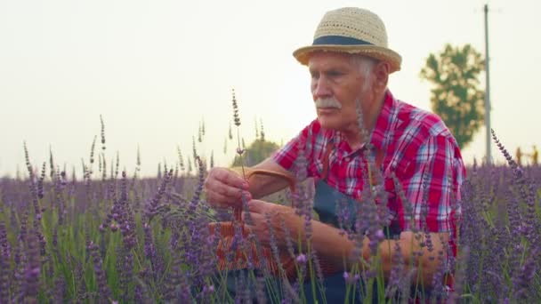 Senior gubbe farfar bonde odlar lavendel växt i örtagård fält, gård eko företag — Stockvideo