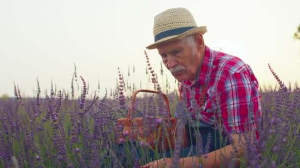 Старший старик дедушка фермер выращивает лаванду на травяном садовом поле, на пенсии — стоковое видео