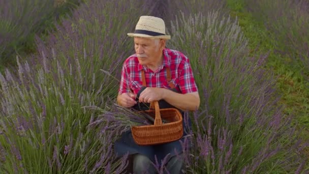 Starszy rolnik dziadek człowiek w organicznym kwitnącym polu purpurowych kwiatów lawendy, zbiorów — Wideo stockowe