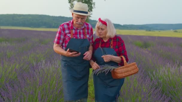 Senior boeren grootvader grootmoeder in het veld groeiende lavendel onderzoek van de oogst op digitale tablet — Stockvideo