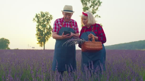 Senior dědeček, babička farmáři pěstující levandule, držící digitální tablet, zkoumajíc sklizeň — Stock video