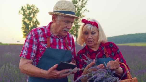 デジタルタブレット上で収穫を検討するフィールド成長ラベンダーの高齢農家の祖父祖母 — ストック動画