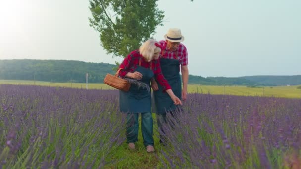 Velhos agricultores avós seniores cultivando lavanda no campo florescente de flores de lavanda — Vídeo de Stock