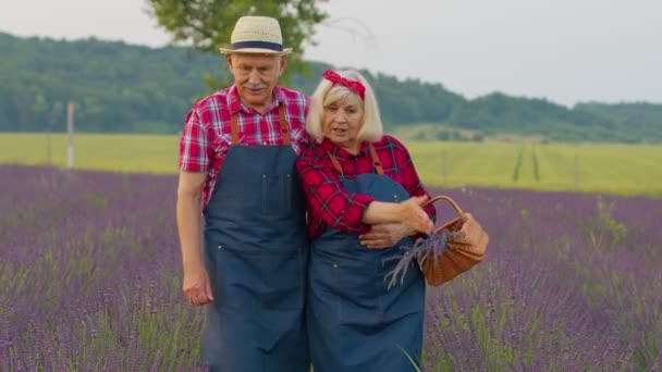 Senior muž žena dědeček babička farmáři shromažďování levandule květiny na letním poli zahrada — Stock video