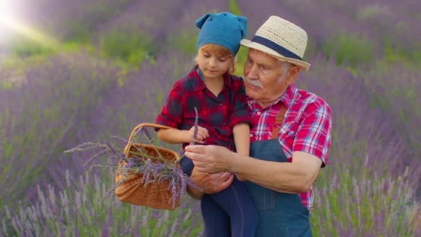 Senior dědeček s vnučkou dítě rodiny farmáři pěstování levandule rostlina v bylinkové zahradě — Stock video