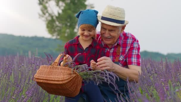 Nonno anziano con bambino ragazza bambini agricoltori coltivazione di lavanda impianto nel campo da giardino di erbe, lavoro di squadra — Video Stock