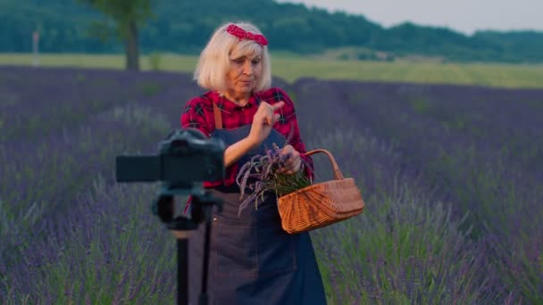 Senior Frau Großmutter Blogger Aufnahme Video-Vlog-Tutorial im Bereich der lila Lavendelblüten — Stockvideo