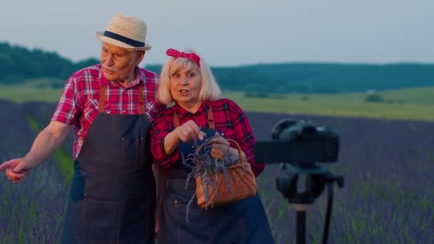 Grand-père principal grand-mère blogueurs enregistrement vidéo vlog tutoriel dans le domaine des fleurs de lavande — Video