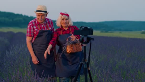 Oudere grootmoeder grootvader bloggers opnemen video vlog tutorial op het gebied van lavendel bloemen — Stockvideo