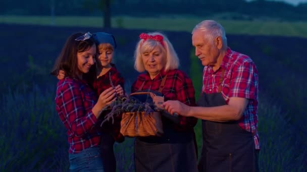 Oudere grootouders kleindochter boeren groeien lavendelplant in de tuin veld, familiebedrijf — Stockvideo