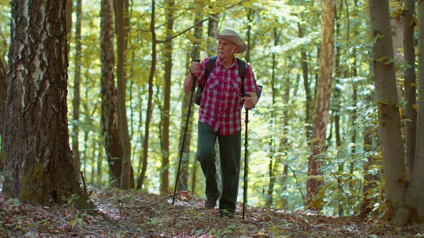 Yaşlı Kafkasyalı turist yürüyüşçüsü büyükbaba ormanda yürüyüş direkleri ile İskandinav yürüyüşü yapıyor.