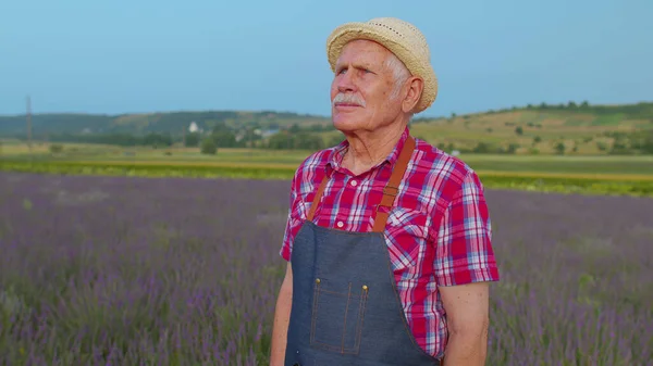 Senior farmer man turning face to camera and smiling in lavender field meadow flower herb garden