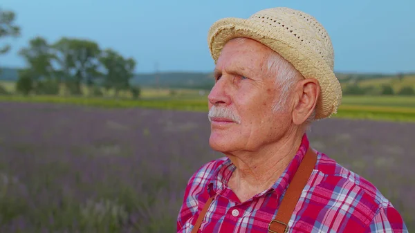 Portrait of senior farmer worker grandfather man in organic field growing purple lavender flowers