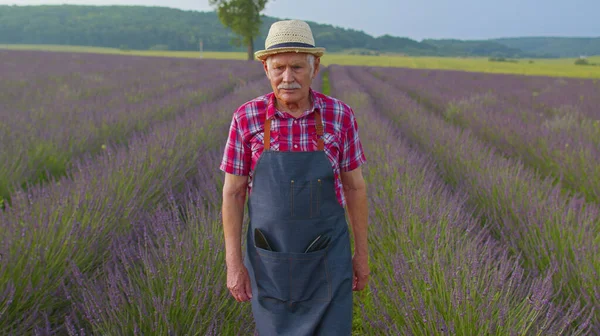 Senior grandfather man farmer growing lavender in blooming flowers field of purple lavender flowers — Stock Photo, Image