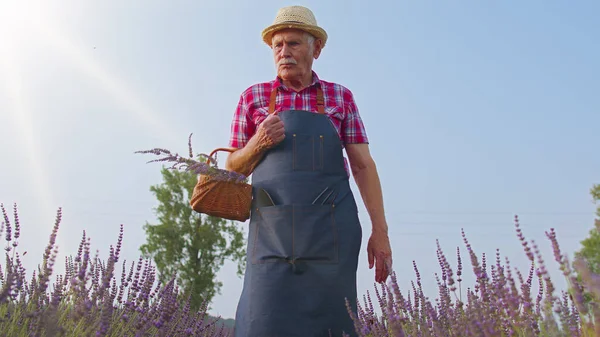 紫色のラベンダーの花の有機開花分野のシニア農家の祖父の男、収穫 — ストック写真