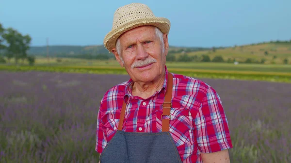 Starszy dziadek człowiek rolnik uprawy lawendy w kwitnące kwiaty pole fioletowe kwiaty lawendy — Zdjęcie stockowe
