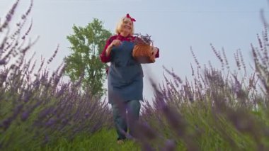 Yaşlı çiftçi büyükanne tarlada lavanta çiçeği topluyor, dans ediyor, başarıyı kutluyor.