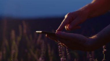 Kıdemli çiftçi tarımcı lavanta tarlasında dijital tablet bilgisayarına dokunarak iş sahibini teslim etti