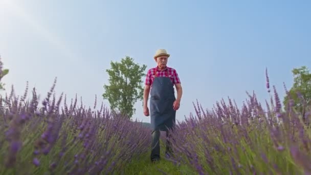Senior man grootvader boer tuinieren lavendelplant in kruidentuin, pensionering activiteiten — Stockvideo