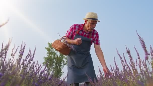 Idős öregember nagyapa farmer növekvő levendula üzem gyógynövény kert területén, farm ökoüzlet — Stock videók