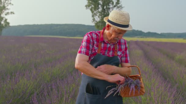 Avô agricultor sênior feliz no campo cultivando lavanda roxa, levantando punhos em gesto Eu fiz isso — Vídeo de Stock
