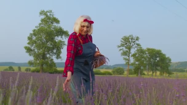 Ανώτερη αγρότισσα γιαγιά εργάτρια σε βιολογικό χωράφι καλλιεργώντας, μαζεύοντας μωβ άνθη λεβάντας — Αρχείο Βίντεο