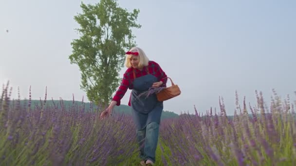 Старша бабуся бабуся фермер вирощує рослини лаванди в трав'яному садовому полі, фермерський екологічний бізнес — стокове відео