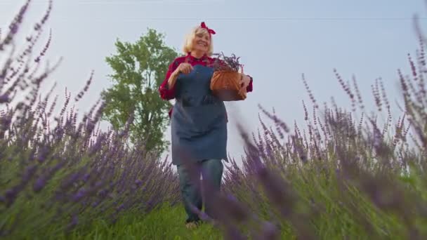 Senior gamla mormor bonde samla lavendel blommor på fältet, dansa, fira framgång vinna — Stockvideo