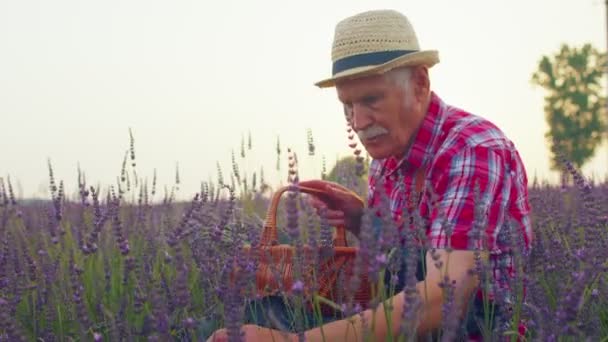 Senior man dziadek rolnik zbieranie kwiatów lawendy na letni ogród ziołowy, gospodarstwo eko biznesu — Wideo stockowe
